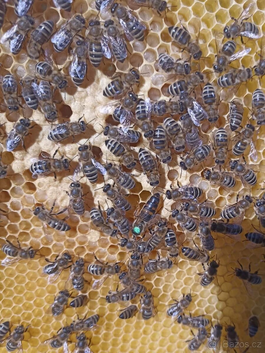 Včelí matky - ihned k odběru - 2