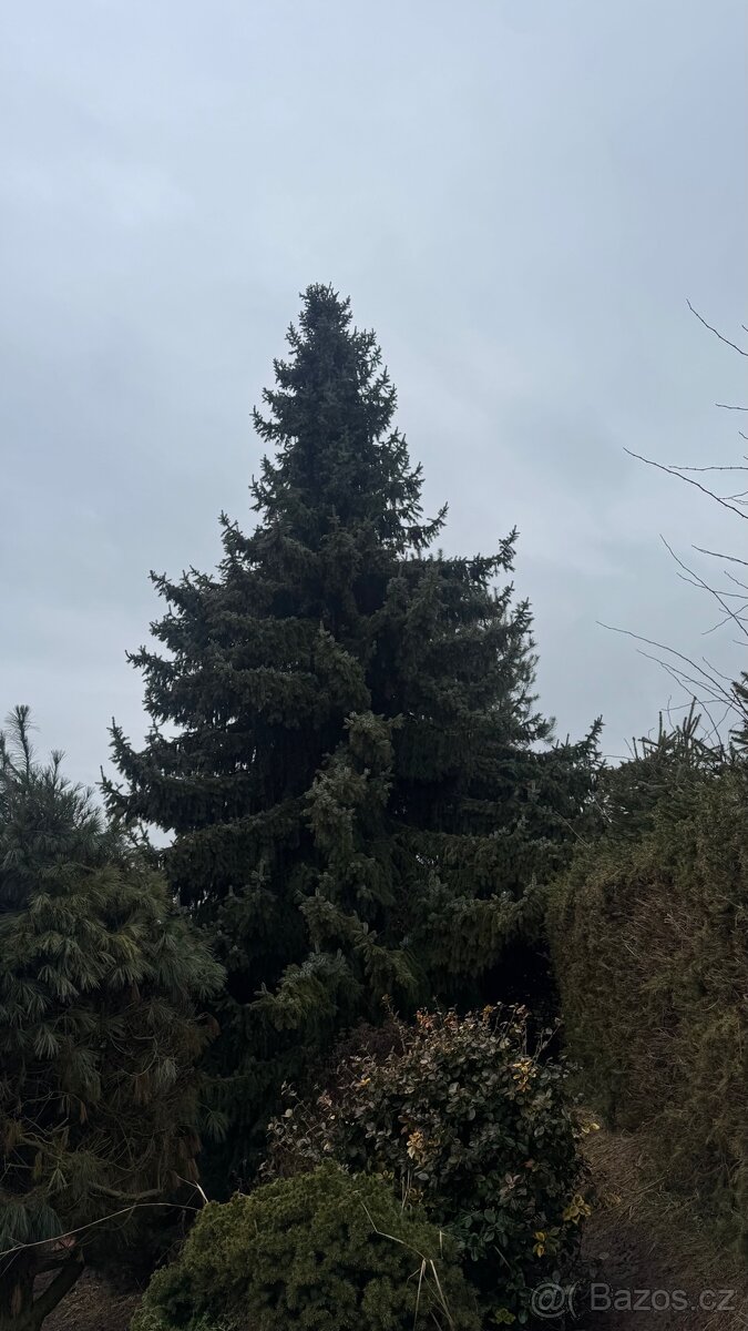 Smrk omorika. - 2