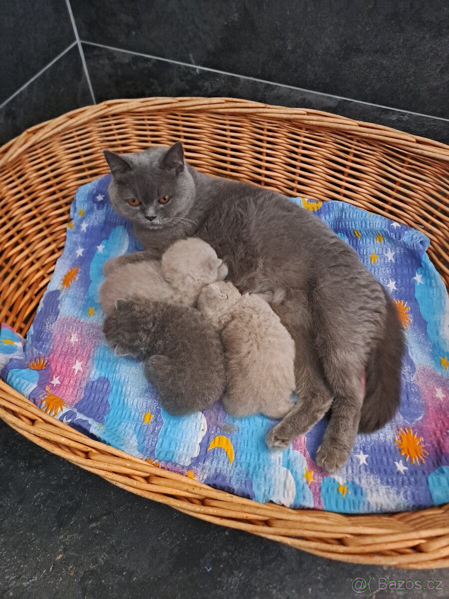 Britská lila a modrá koťata - 2