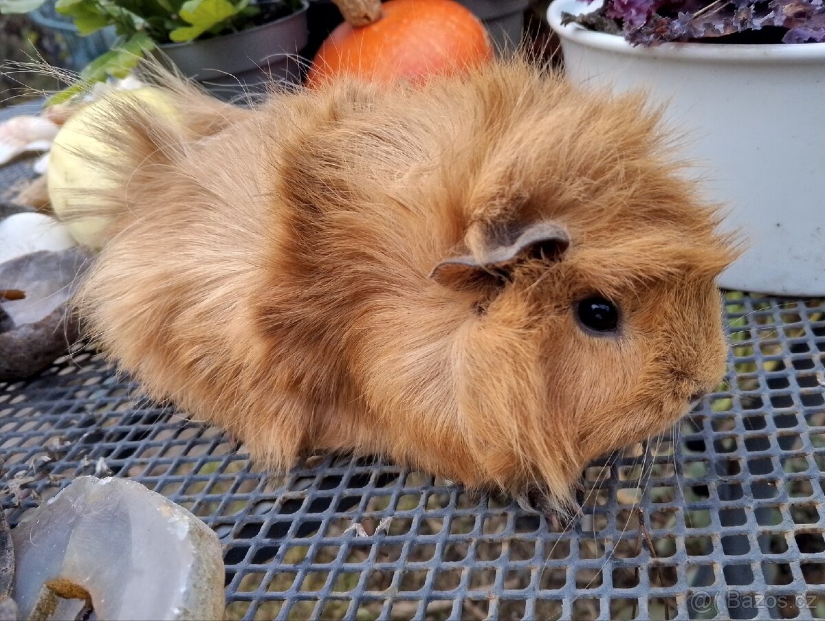 Morčátko holčička - 2