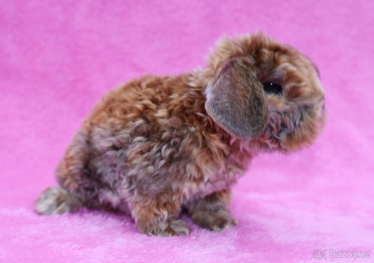 Zakrslý satén rex beránek , samička s VP . - 2