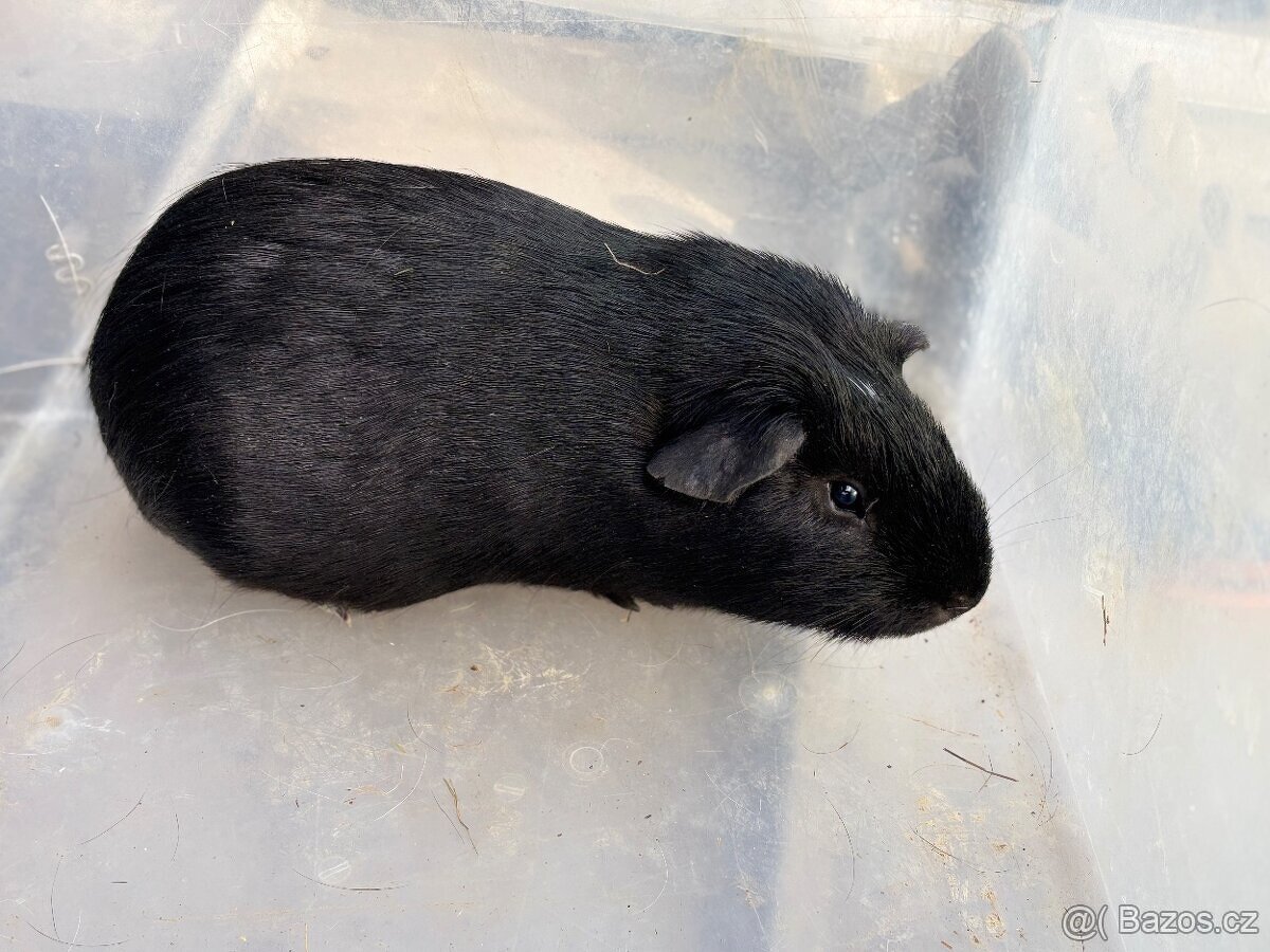 Cuy morče černý samec - 2
