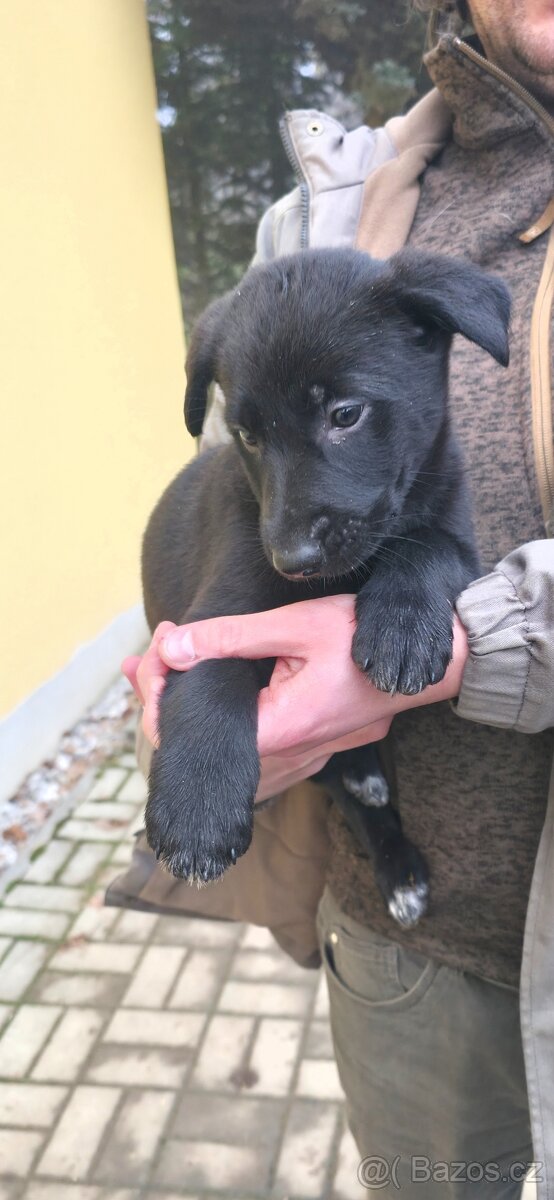 Štěňata křížence - 2