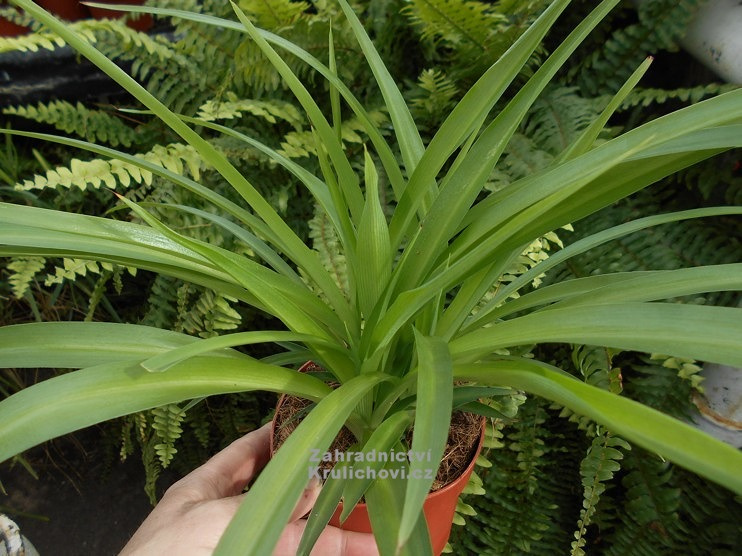 Zelenec (pokojová rostlina) - 2