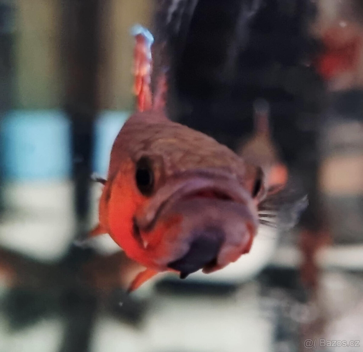 Betta Macrostoma - 2