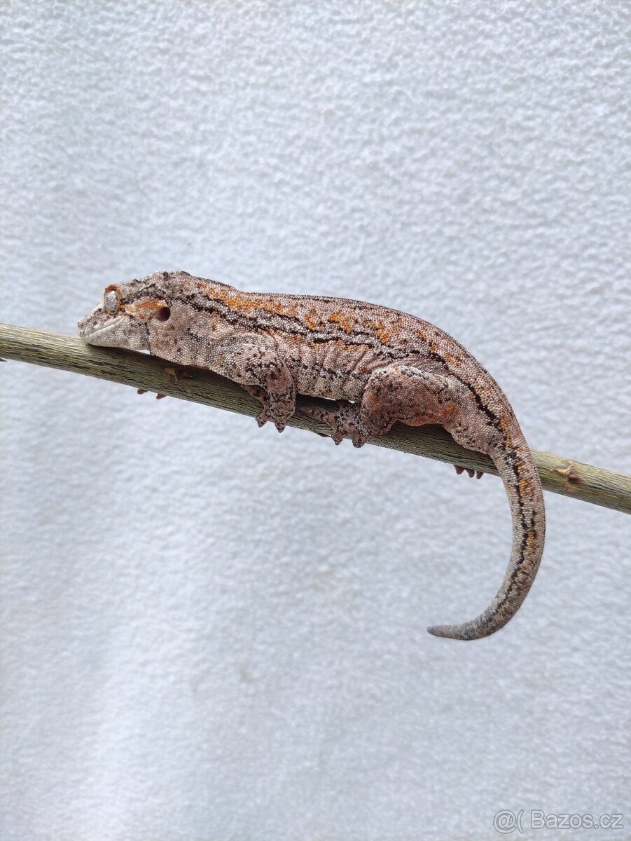 pagekon hrbolkohlavý, auriculatus, terárium - 2