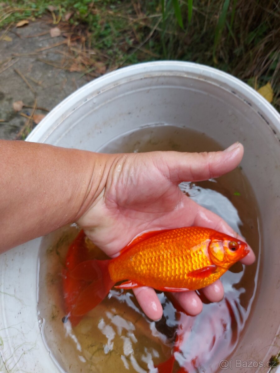 Prodám různé karásky - 2