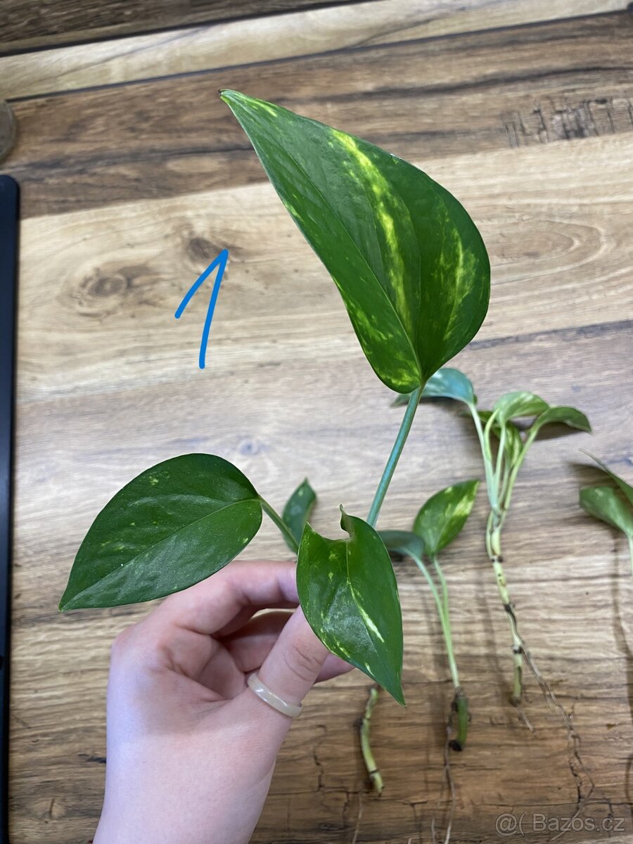 Epipremnum aureum. - zakořeněné řízky - 2