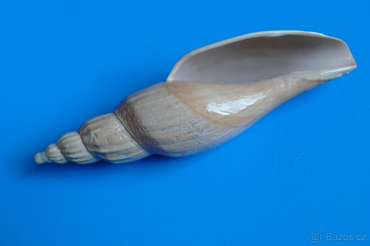 Fulgoraria allaryi - 2