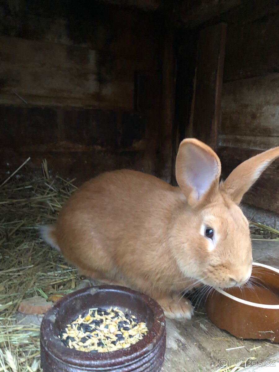 Králík - 2