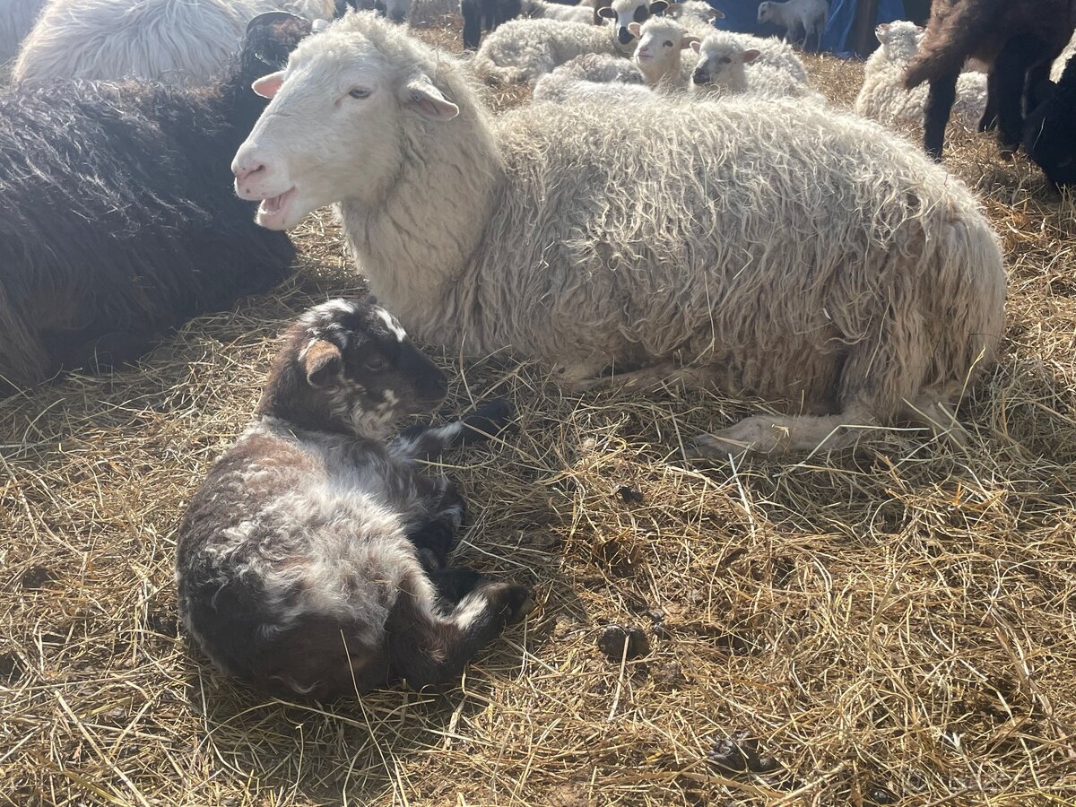 Prodej stáda ovcí – Šumavská ovce s PP - 2