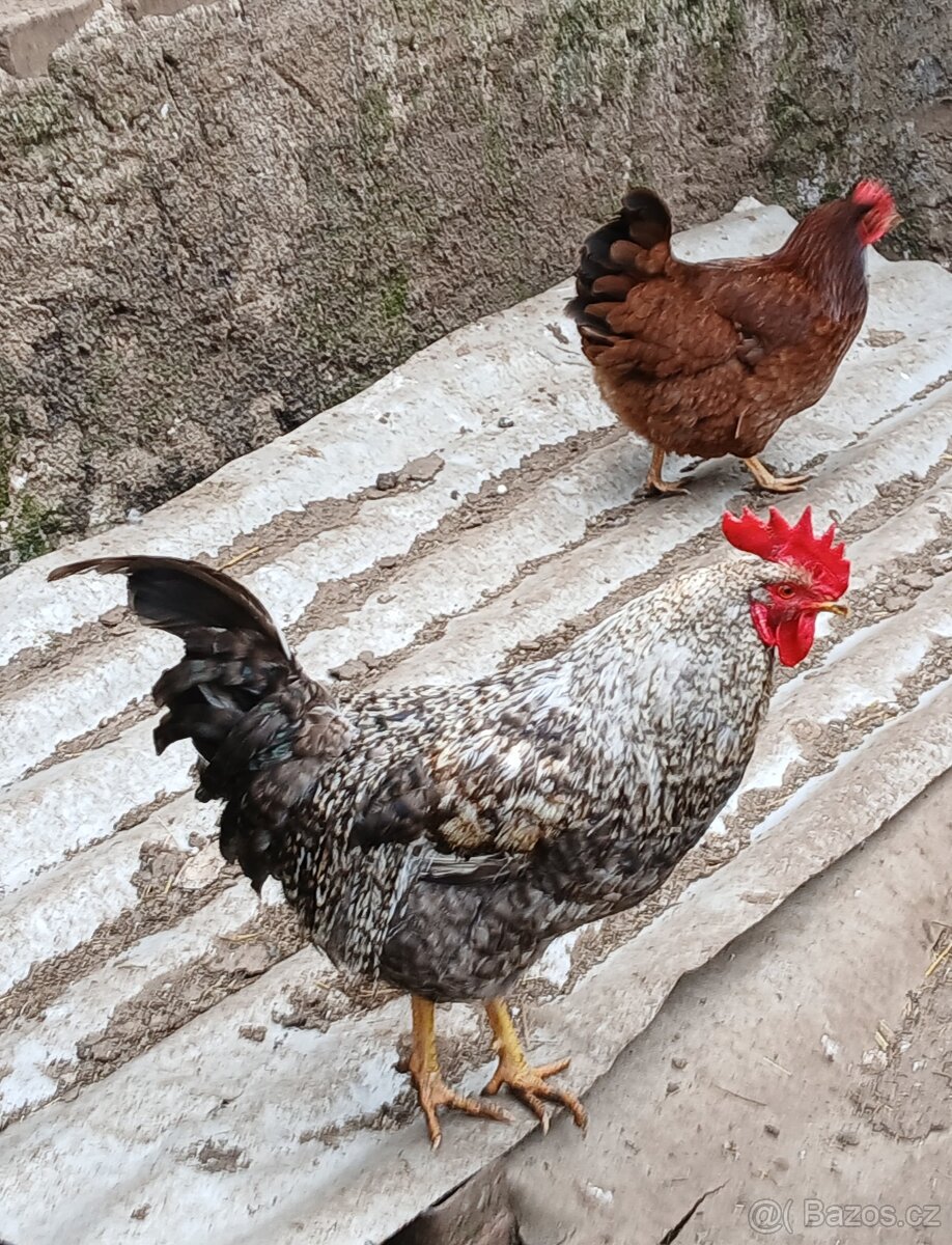 Mladý kohout . - 2
