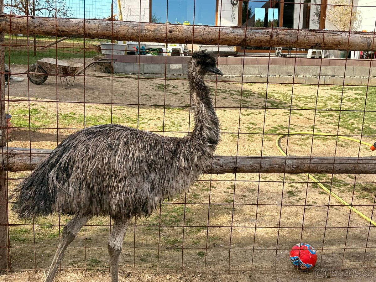 Pštros Emu - 2