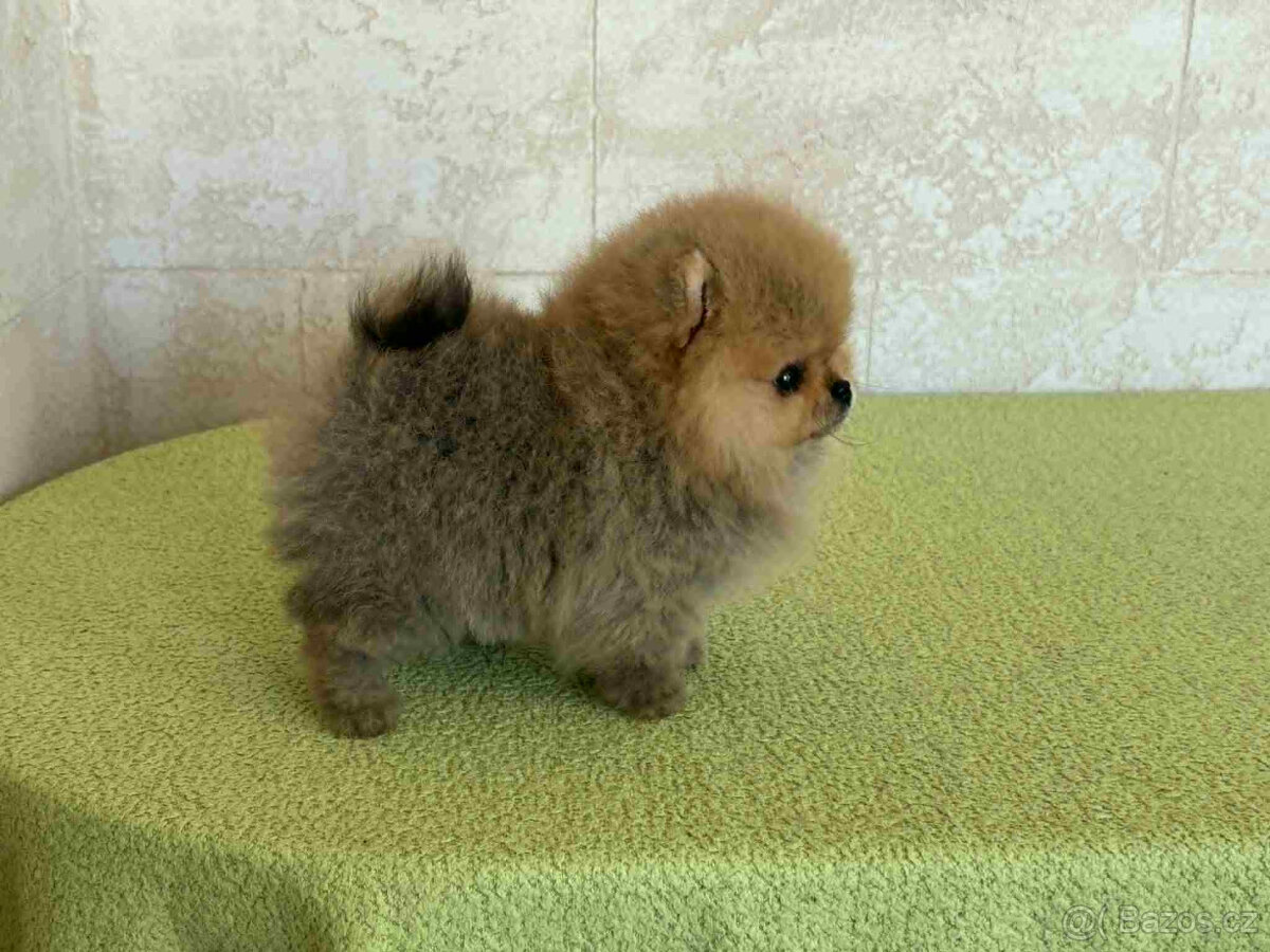 Pomeranian - 2
