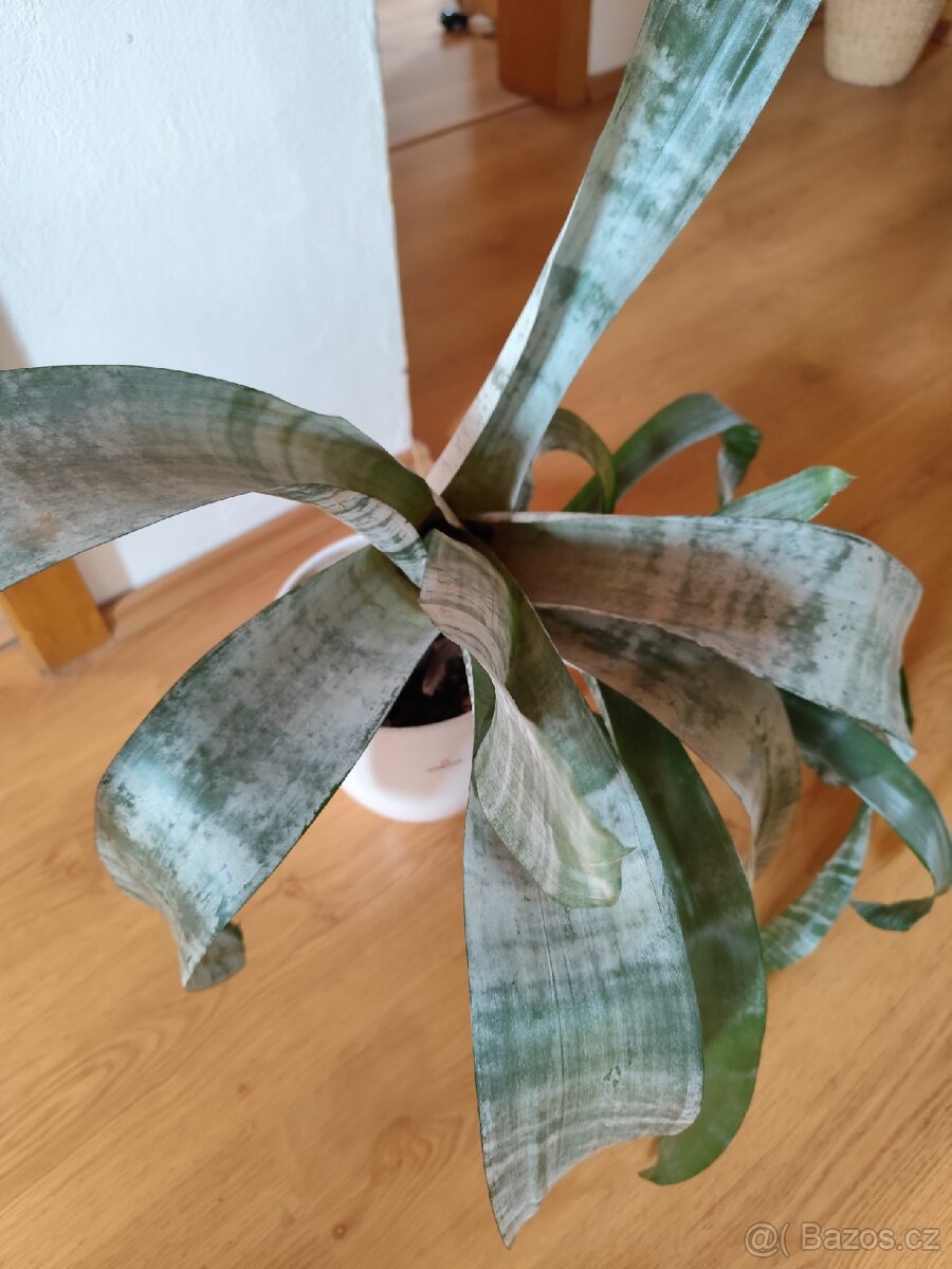 Pokojová rostlina - 2