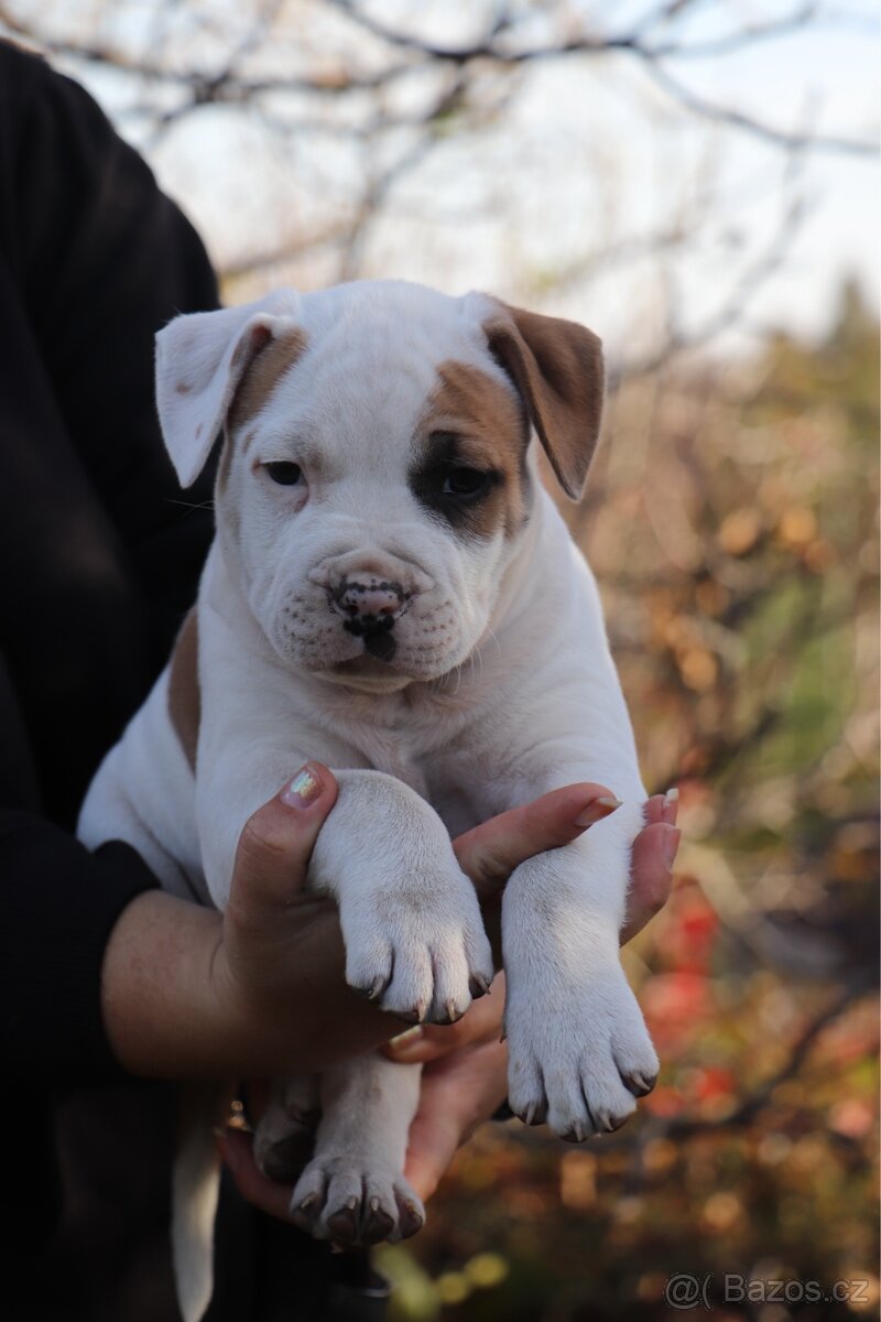 Americký stafordšírský teriér s PP pejsek 1 - 2