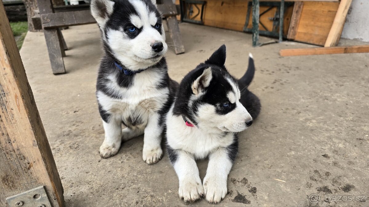 Štěňata Sibiřský husky - 2