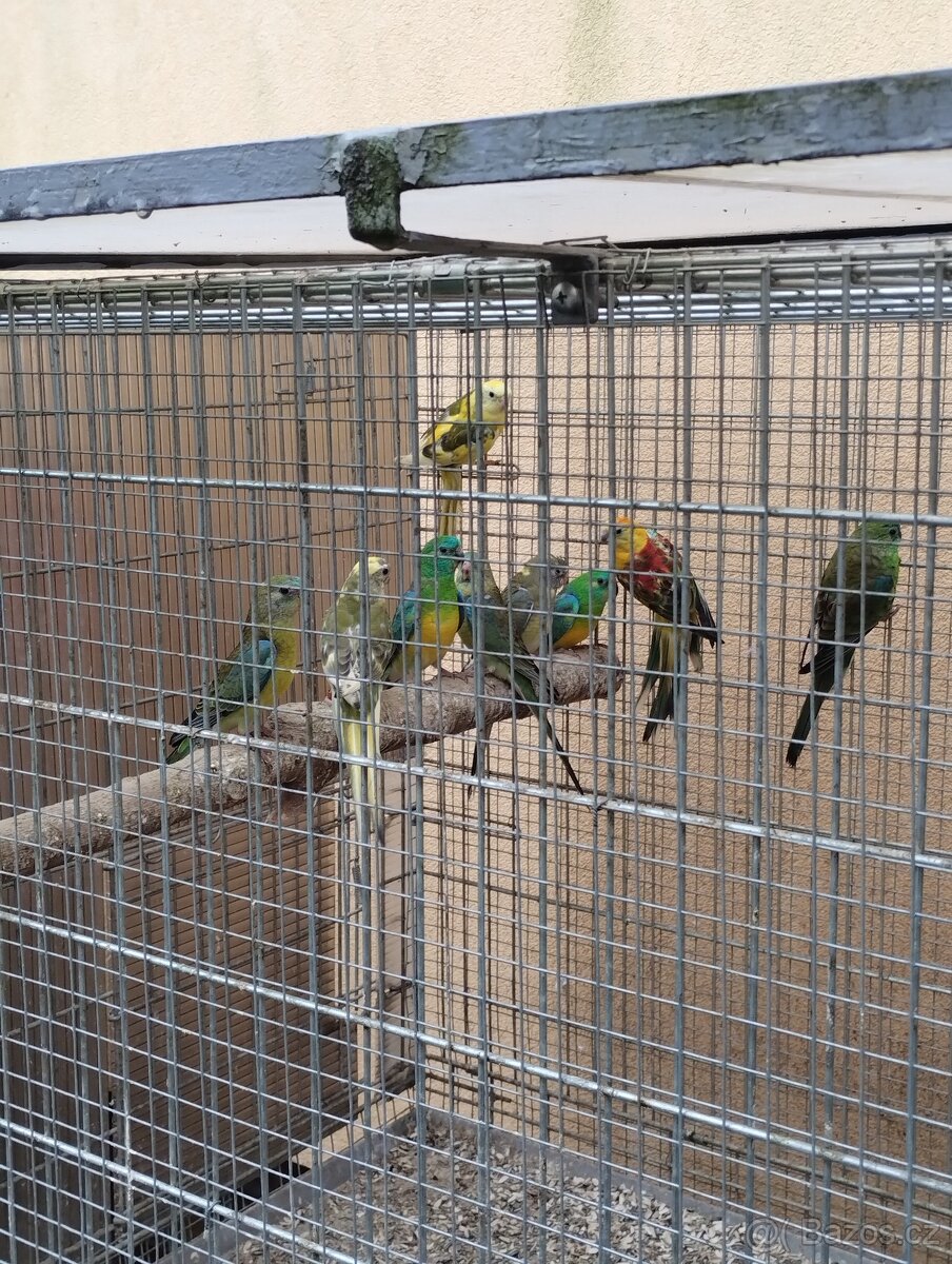 Papoušek zpěvavý - 2