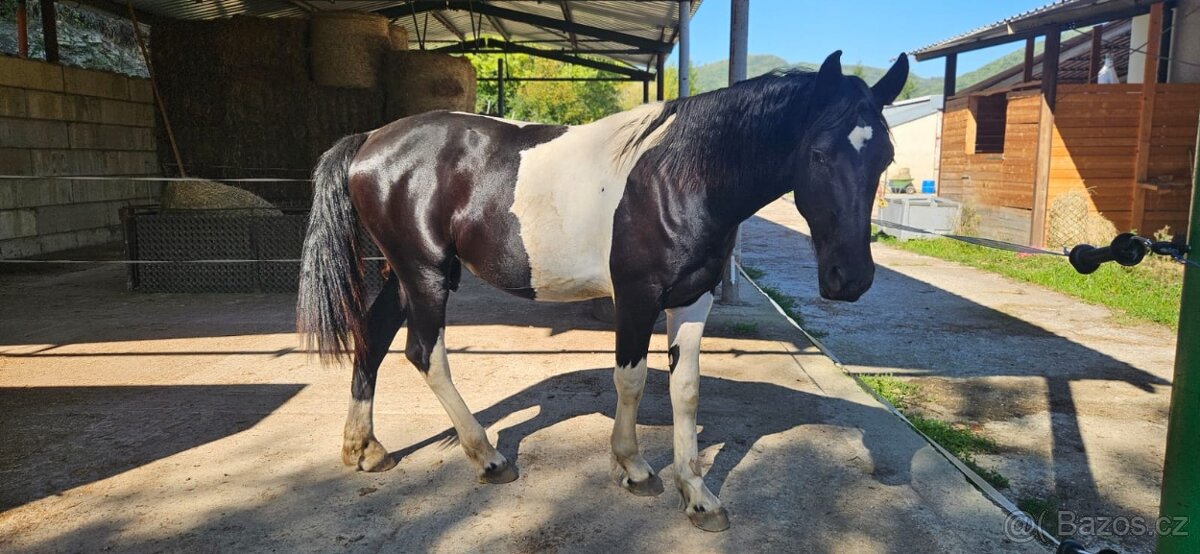 barock pinto frizak - 2