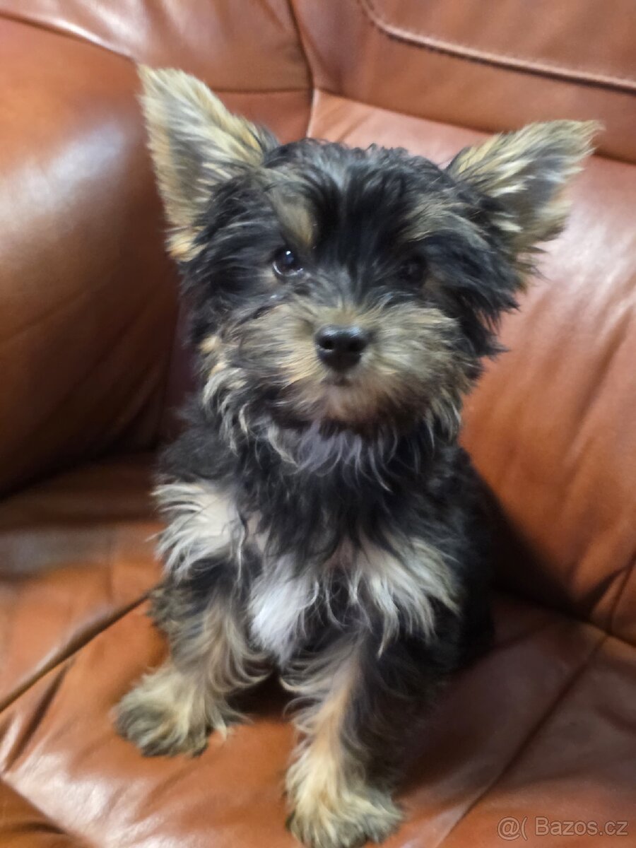 Jorkšířský teriér s PP - 2