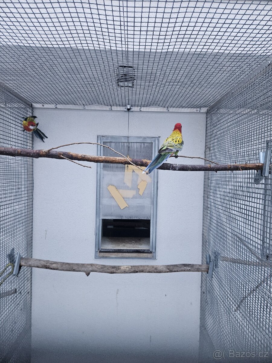 Rosela pestrá G.M - 2