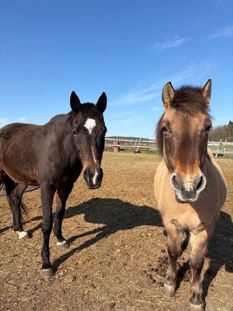 Docházka ke koním - 2