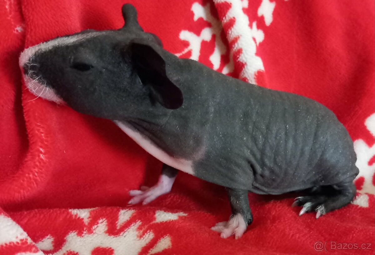 Skinny samička - 2