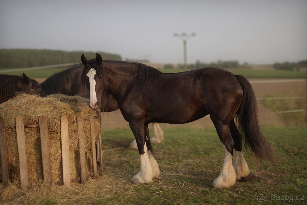Shire horse kobylka - 2