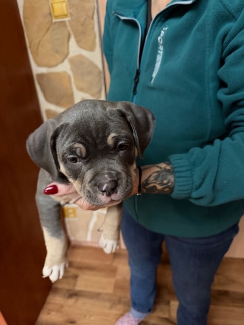 American Bully s PP ABKC - 2