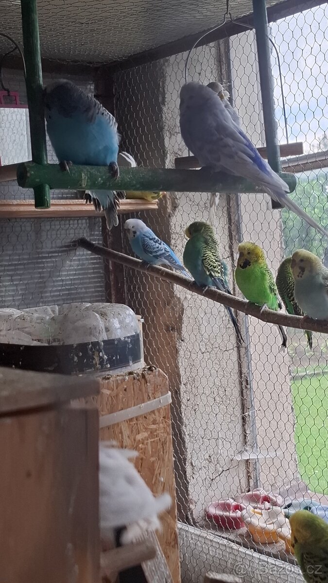 ANDULKY K ODBĚRU - 2