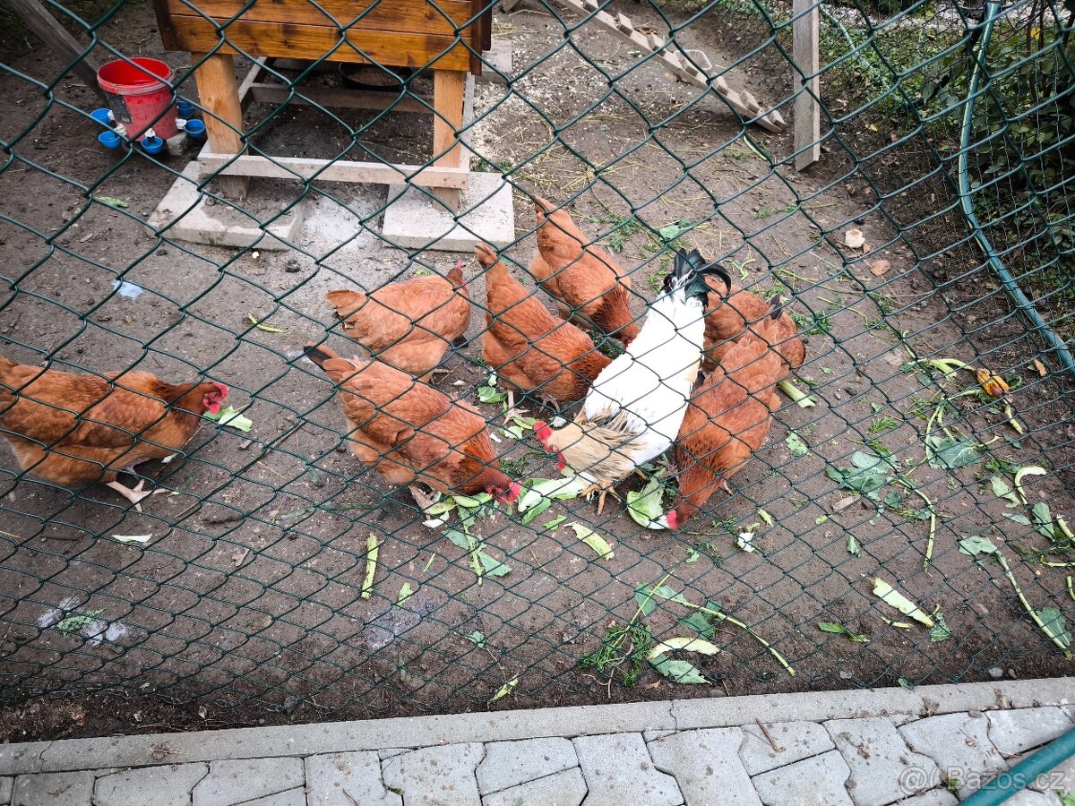 Domácí vajíčka - 2