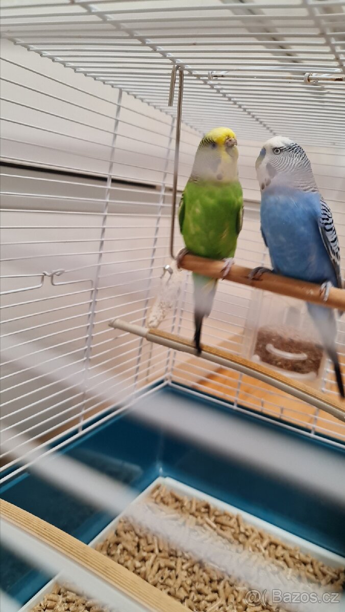 2 Andulky a klec, krmení - 2