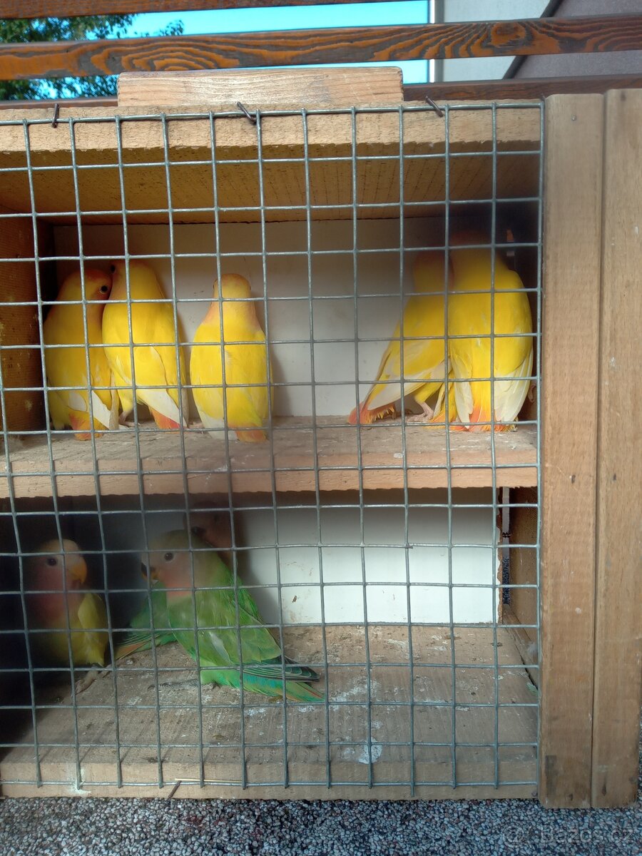 Agapornis ruzohrdly - 2