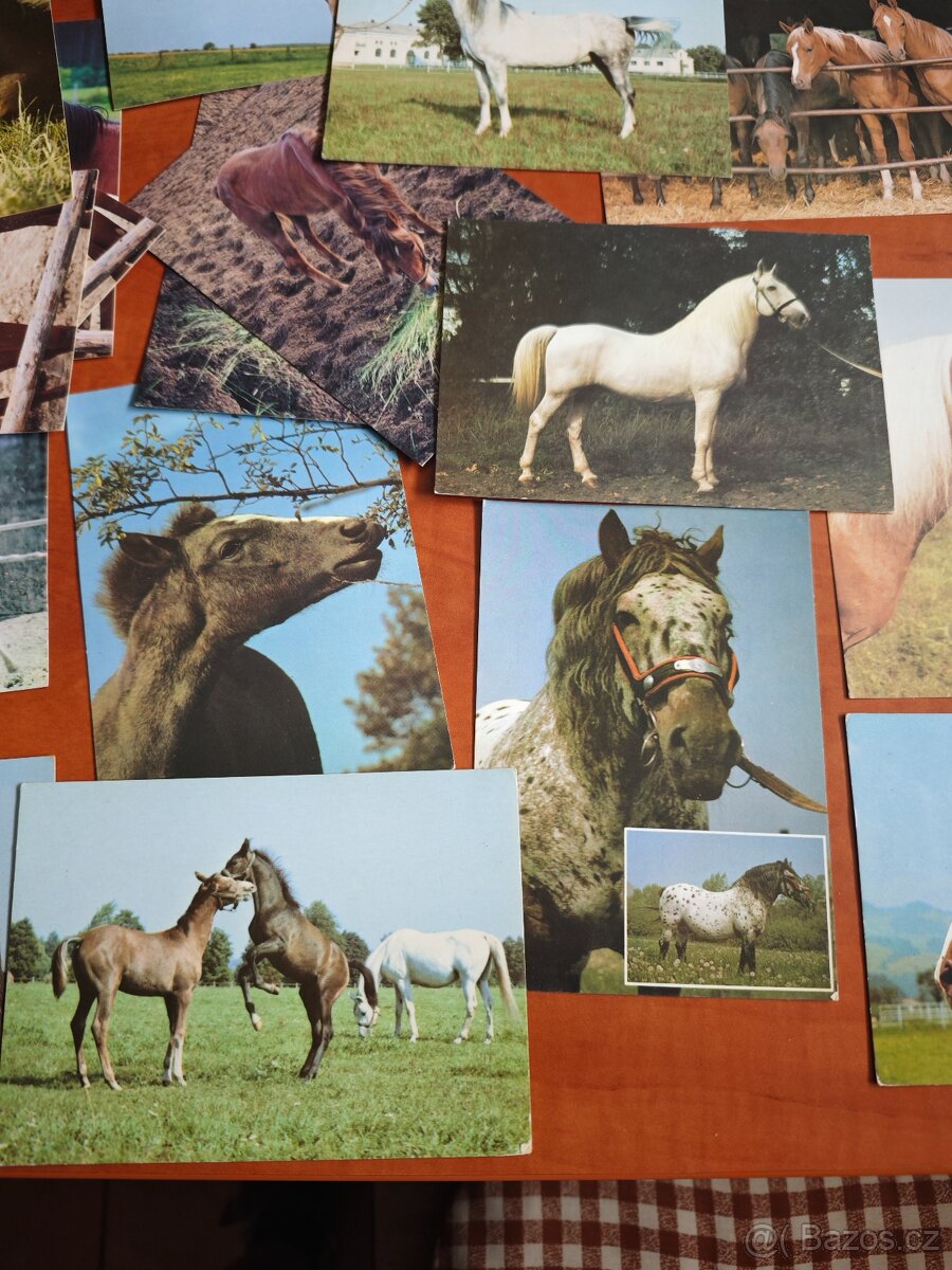 Pohlednice koní, 62ks - 2