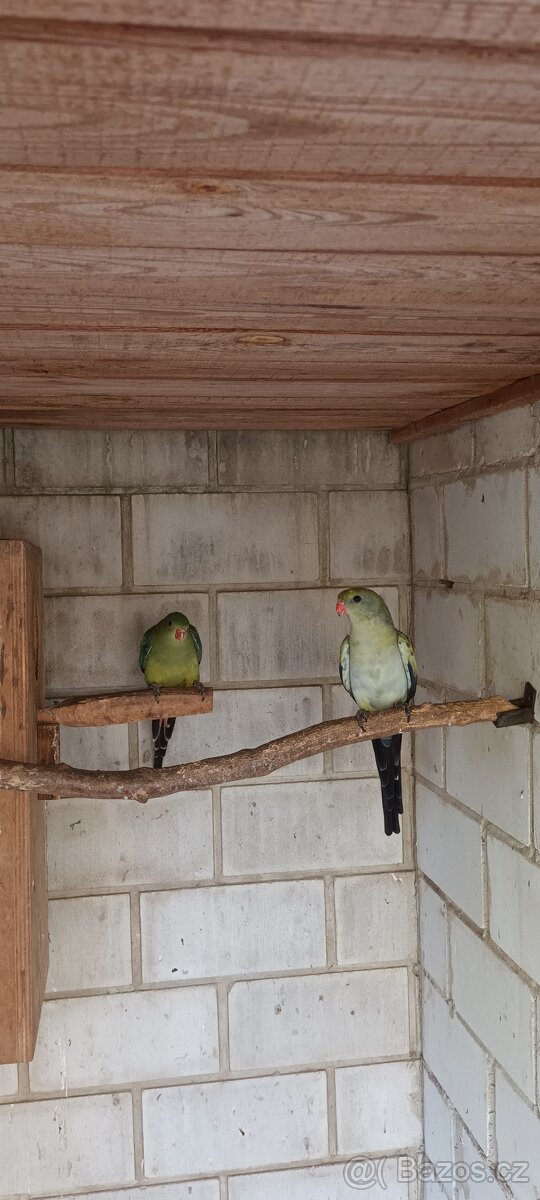 Papoušek horský modrý - 2