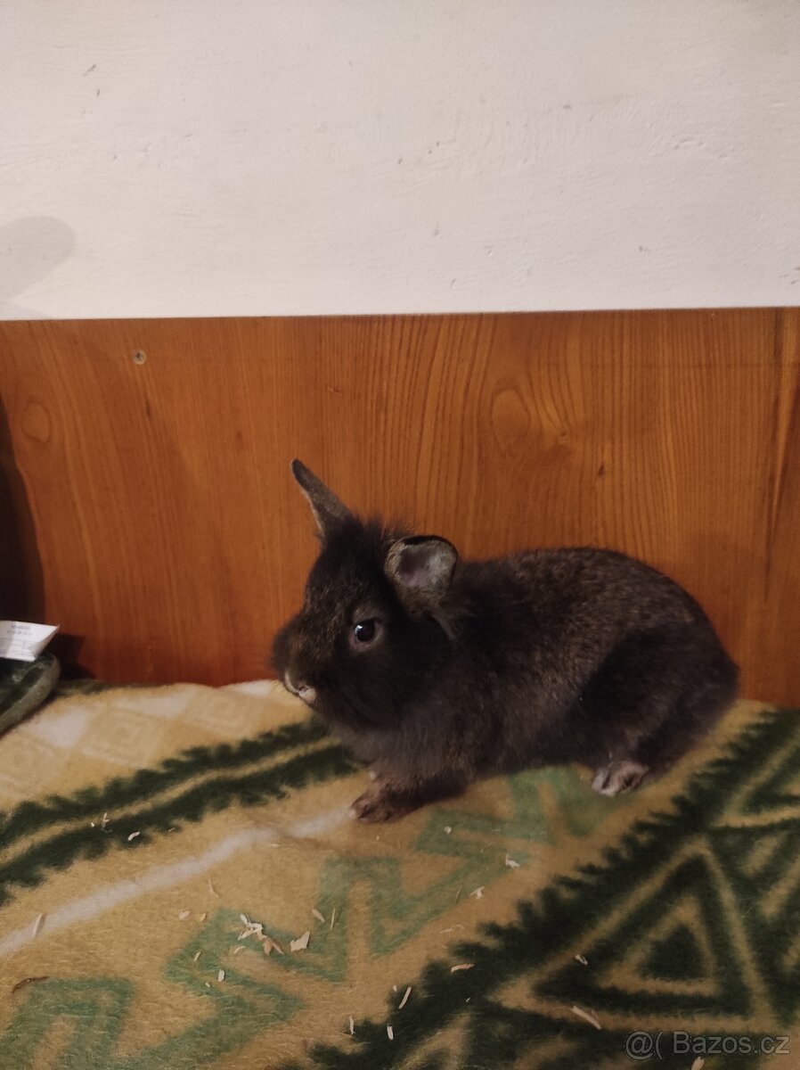 Králík zakrslý - 2