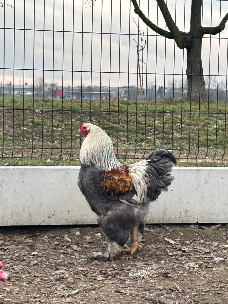 NV Brahmánka velká - 2