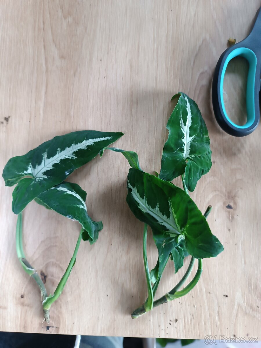 Syngonium wendlandii - 2