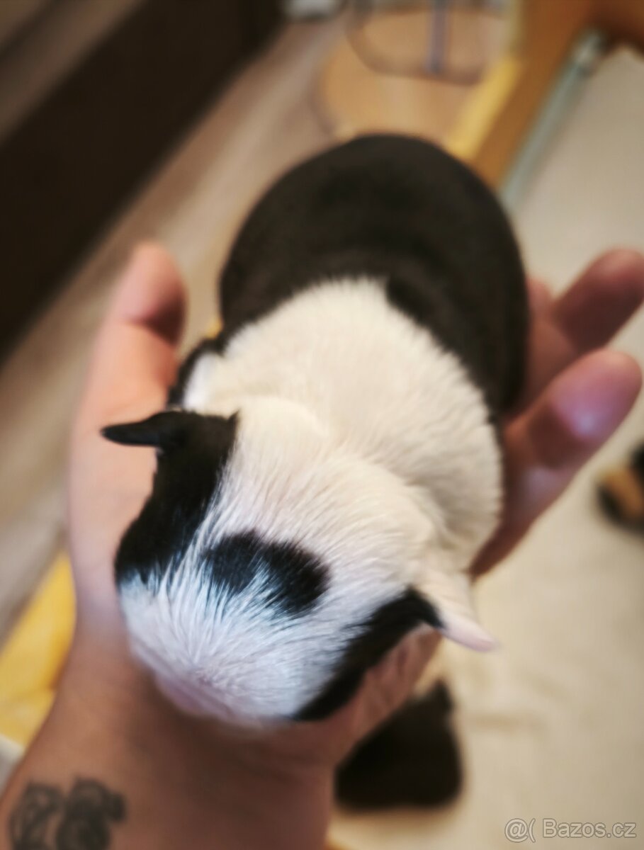 Bostonský teriér - 2