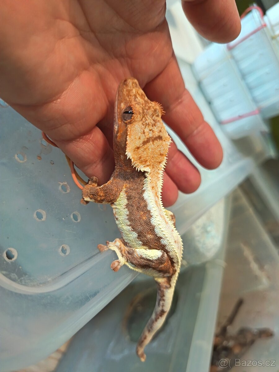 Pagekon řásnatý top ceny - 2