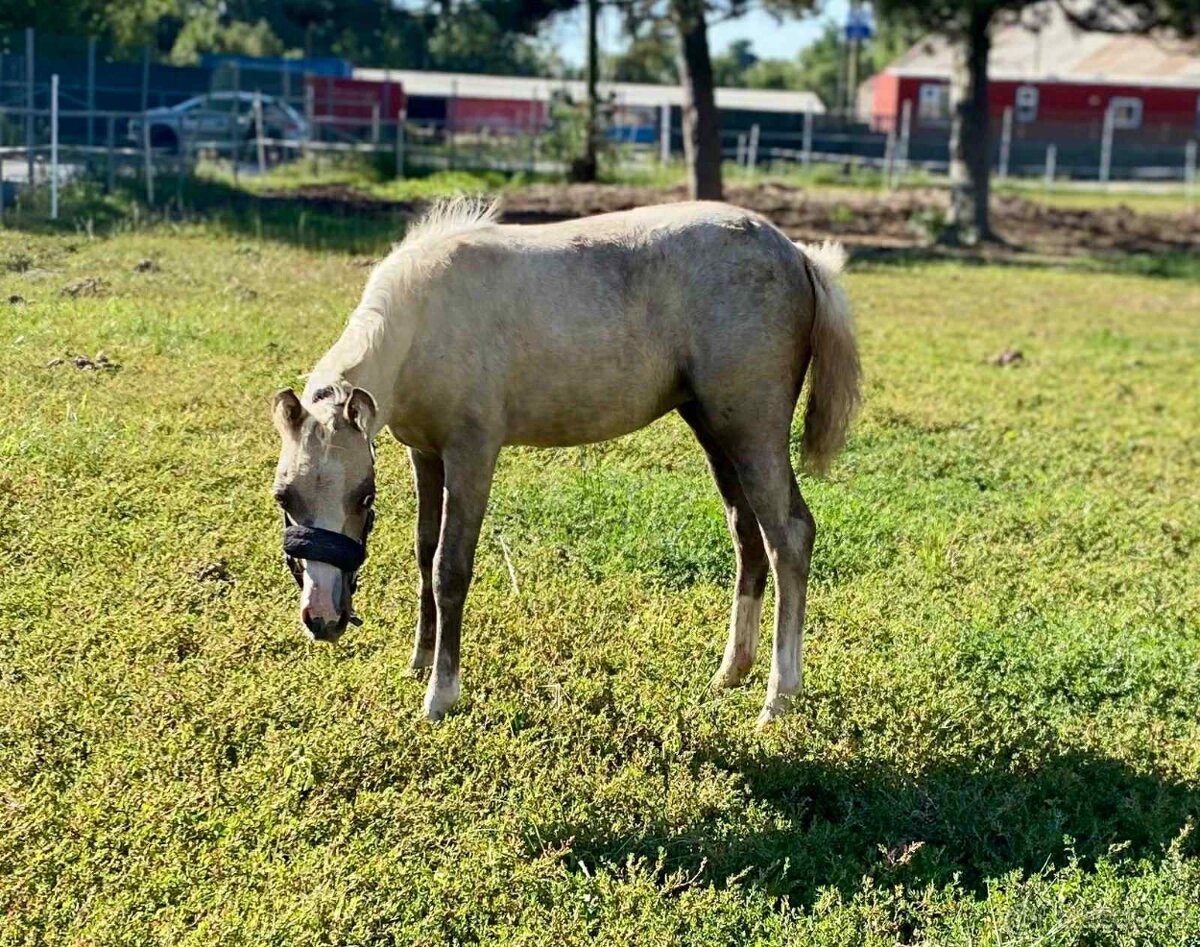 Pony kobylka - 2