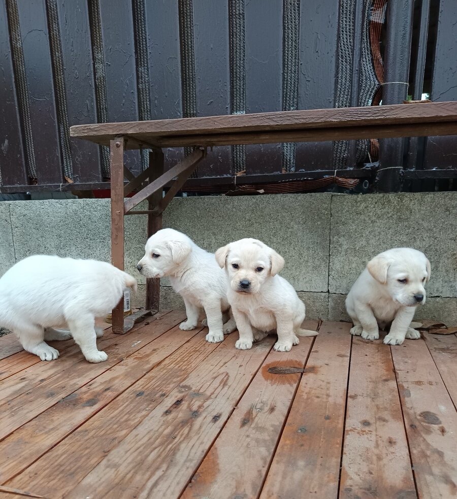 Labradorský retrívr ❤️❤️ - 2