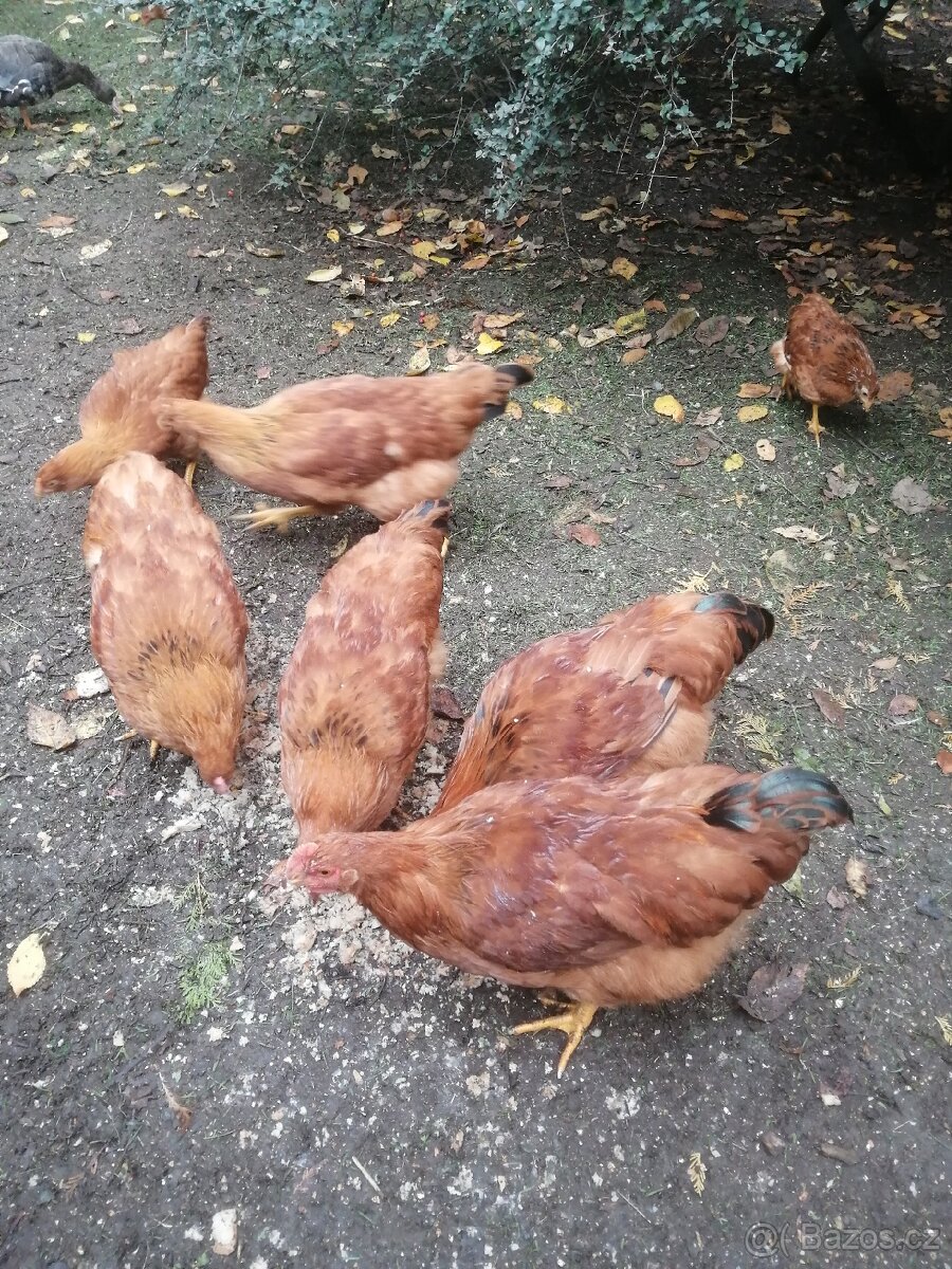 Letošní kohouti - 2