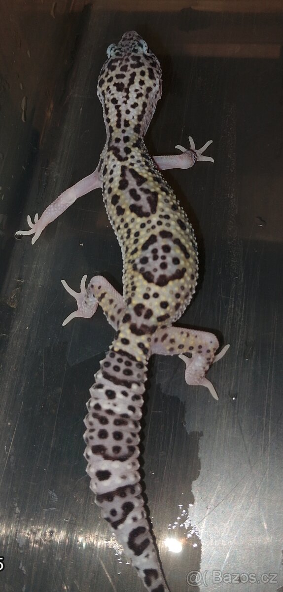 Gekončík noční - 2