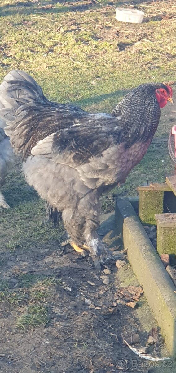 Brahmanka kohout - 2