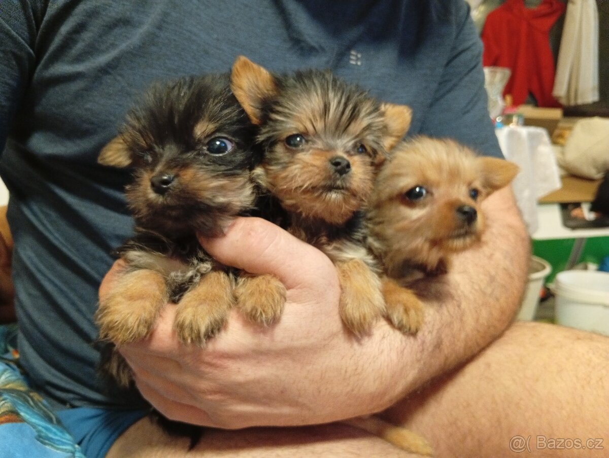 Prodej štěňat - 2