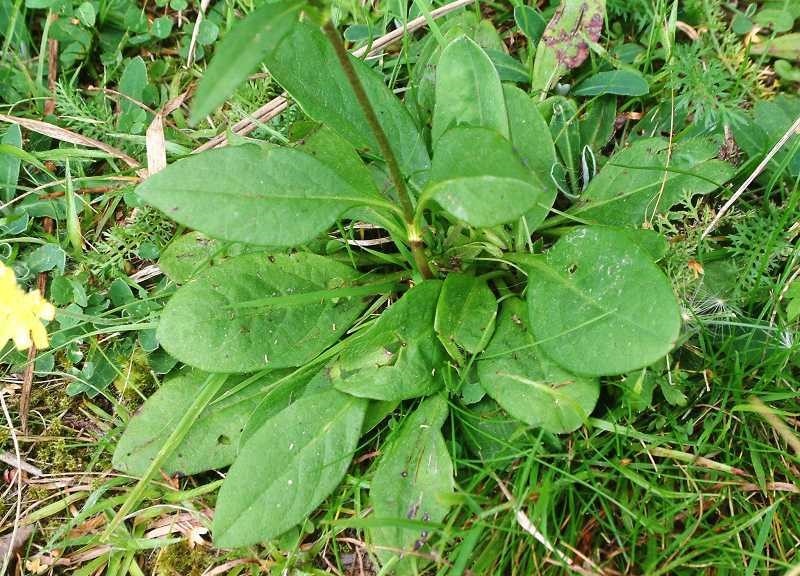 Čertkus luční - Succisa pratensis  1000 semen 50 Kč - 2