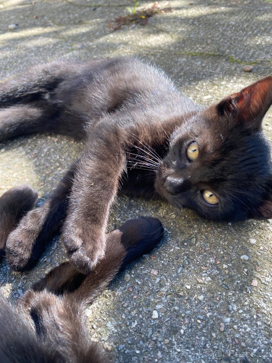 Koťata hledají nový domov 🐾 - 2