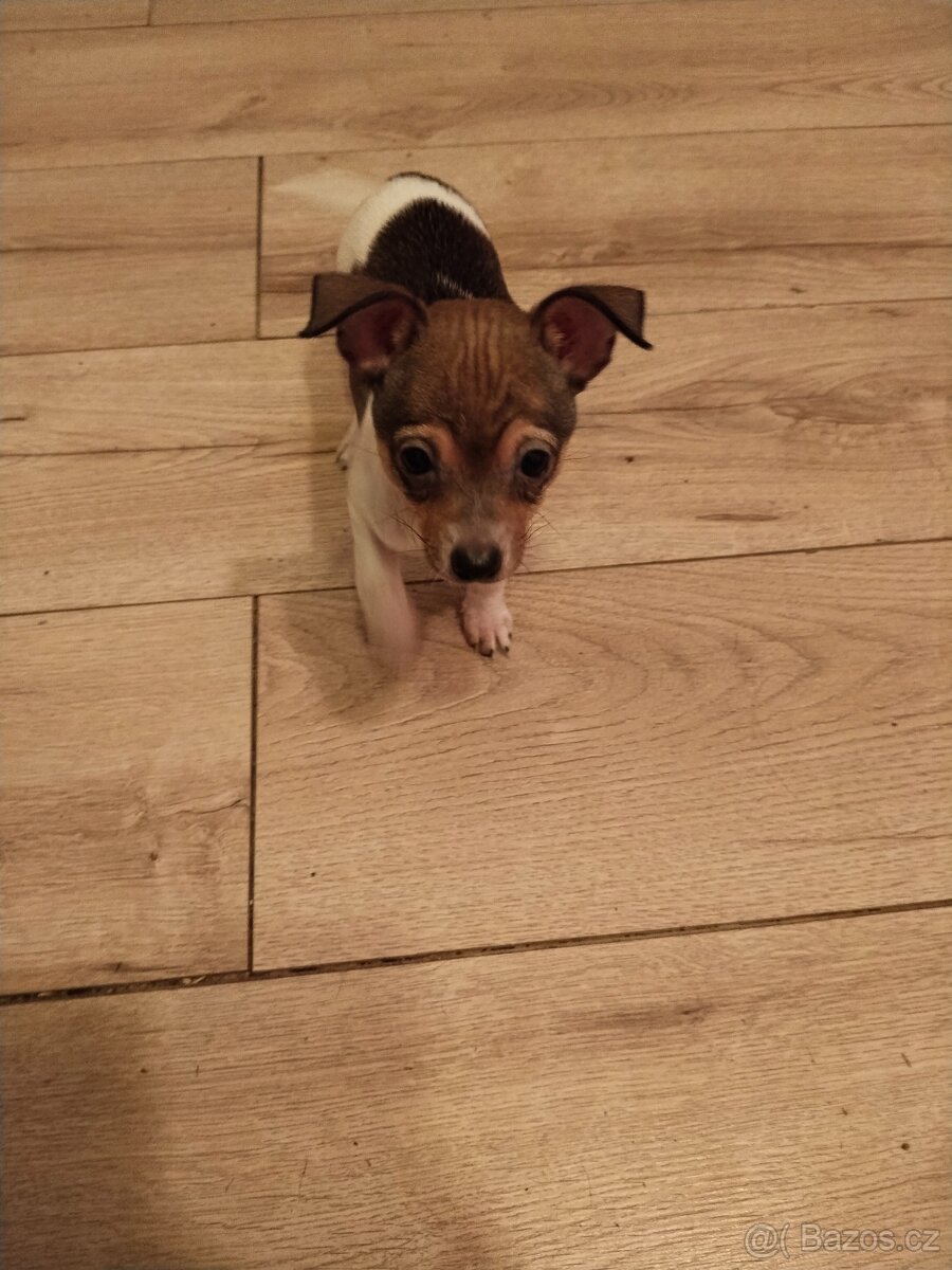 Štěňe čivavy - 2