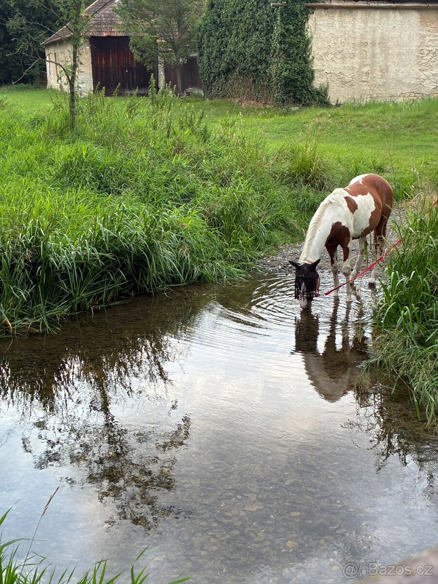 Klisna Paint horse - 2